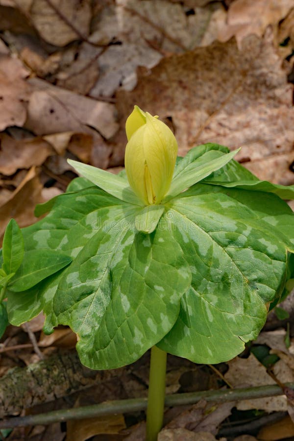 Grote Gele Trillium - Trillium-luteum royalty-vrije stock foto's Grote Gele Trillium - Trillium-luteum royalty-vrije stock foto's