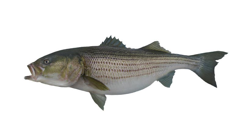 Grote gestreepte basdiestripervissen op witte achtergrond worden geïsoleerd
