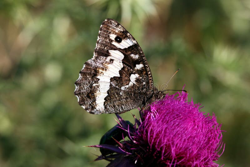 Grote Gestreepte Grayling-vlinder royalty-vrije stock foto Grote Gestreepte Grayling-vlinder royalty-vrije stock foto