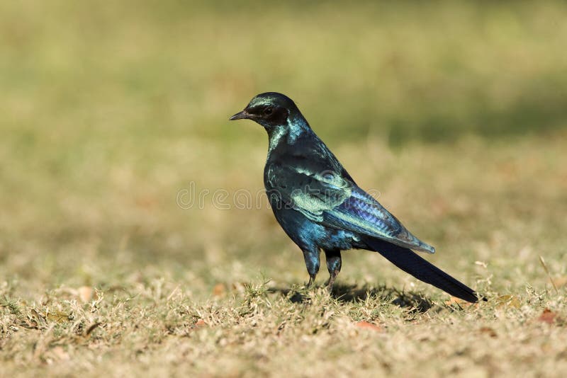 Grote Glansspreeuw, Burchell \ 's Starling, australis Lamprotornis stock foto Grote Glansspreeuw, Burchell \ 's Starling, australis Lamprotornis stock foto