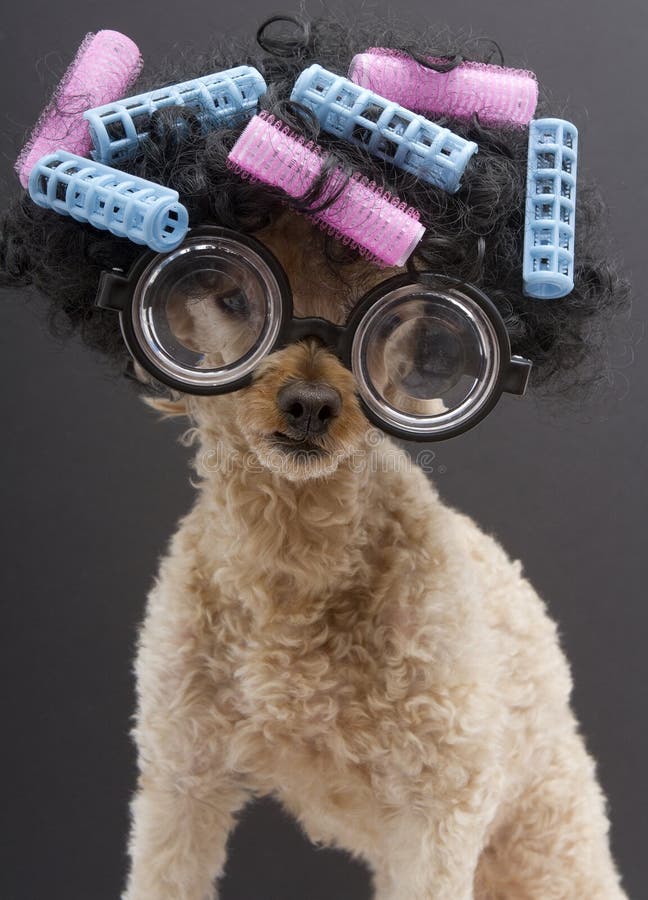 A poodle with big hair, big glasses, and pink and blue curlers, isolated on a gray background. A poodle with big hair, big glasses, and pink and blue curlers, isolated on a gray background.