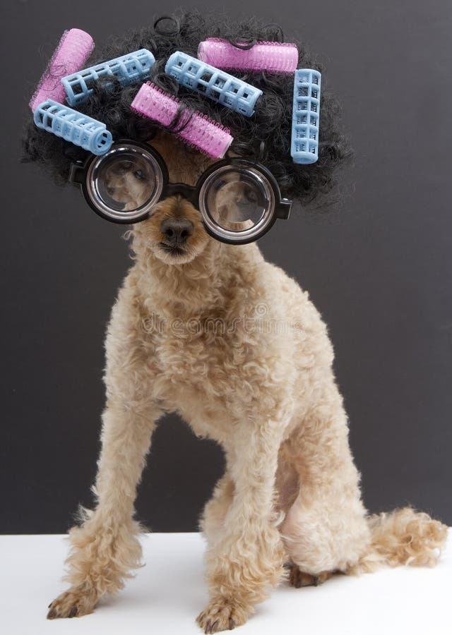 A poodle with big glasses, big hair, and pink and blue curlers. A poodle with big glasses, big hair, and pink and blue curlers.