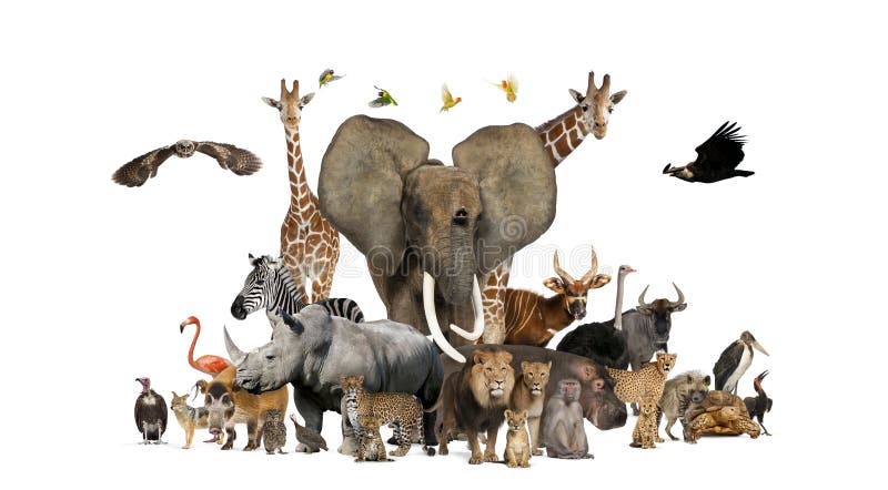 Grote groep afrikaanse fauna safari - wilde dieren in een rij