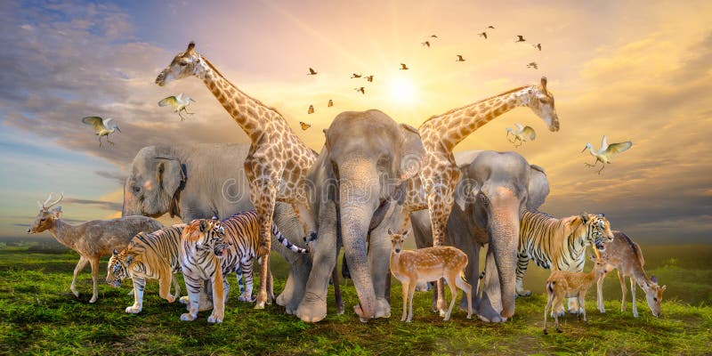 Grote groep afrikaanse safari-dieren Concept voor de instandhouding van wilde dieren