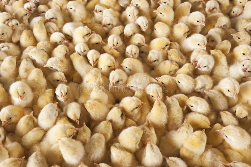 Grote groep babykuikens op kippenlandbouwbedrijf stock afbeeldingen Grote groep babykuikens op kippenlandbouwbedrijf stock afbeeldingen