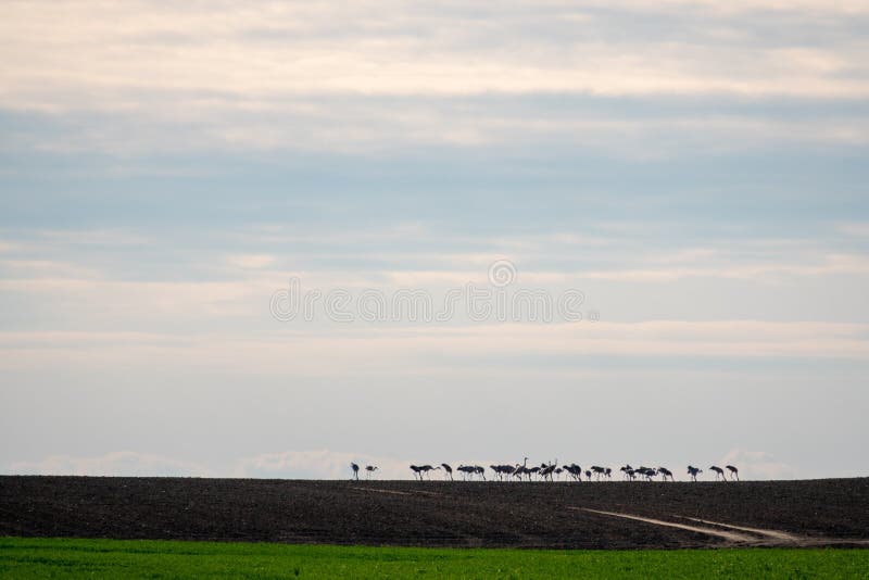 Grote groep kranen die zich op de horizon op een gebied bevinden stock afbeeldingen Grote groep kranen die zich op de horizon op een gebied bevinden stock afbeeldingen