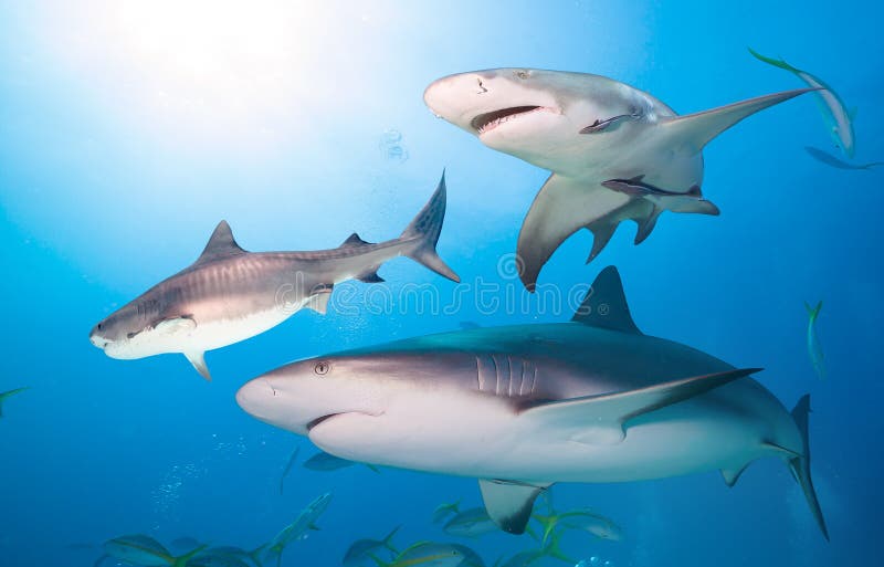Grote haaien in stock Image of zoutwater