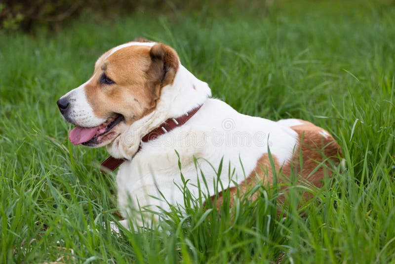 Grote hond Alabai die, Centrale Aziatische Herder Dog in openlucht in gras liggen stock afbeeldingen Grote hond Alabai die, Centrale Aziatische Herder Dog in openlucht in gras liggen stock afbeeldingen