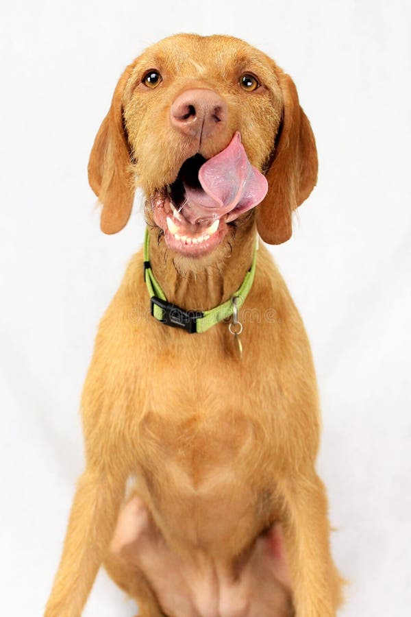 Grote hond die haired vizsla van de lippendraad likken royalty-vrije stock foto Grote hond die haired vizsla van de lippendraad likken royalty-vrije stock foto