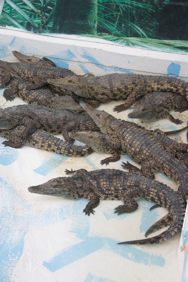 Grote hoop van krokodillen op het landbouwbedrijf van de Krokodil royalty-vrije stock foto Grote hoop van krokodillen op het landbouwbedrijf van de Krokodil royalty-vrije stock foto