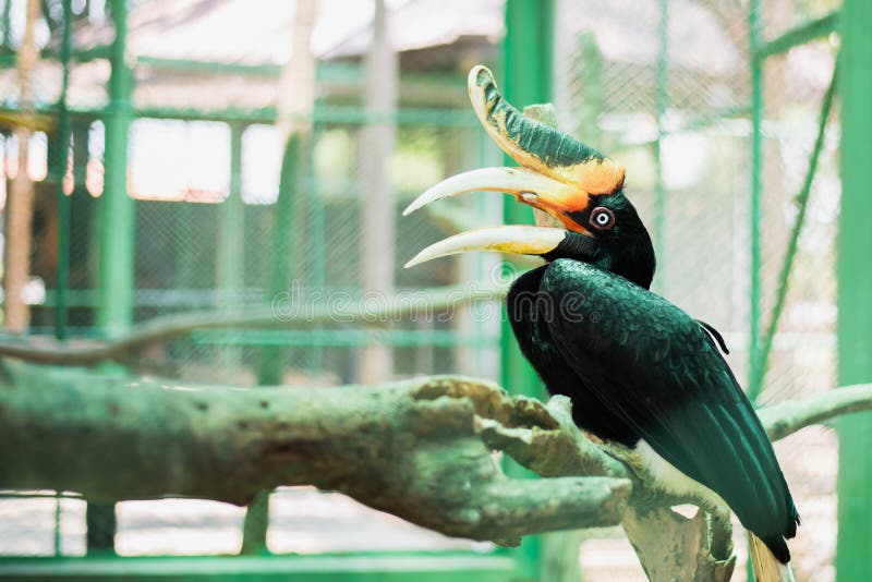 Grote Hornbill Dier, Vogel in dierentuin royalty-vrije stock foto's Grote Hornbill Dier, Vogel in dierentuin royalty-vrije stock foto's