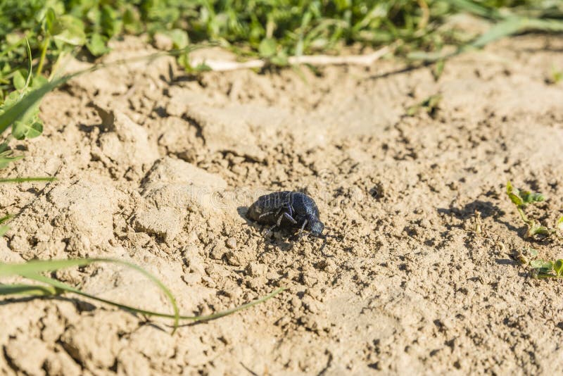 Grote kever - Meloe-proscarabaeus stock foto