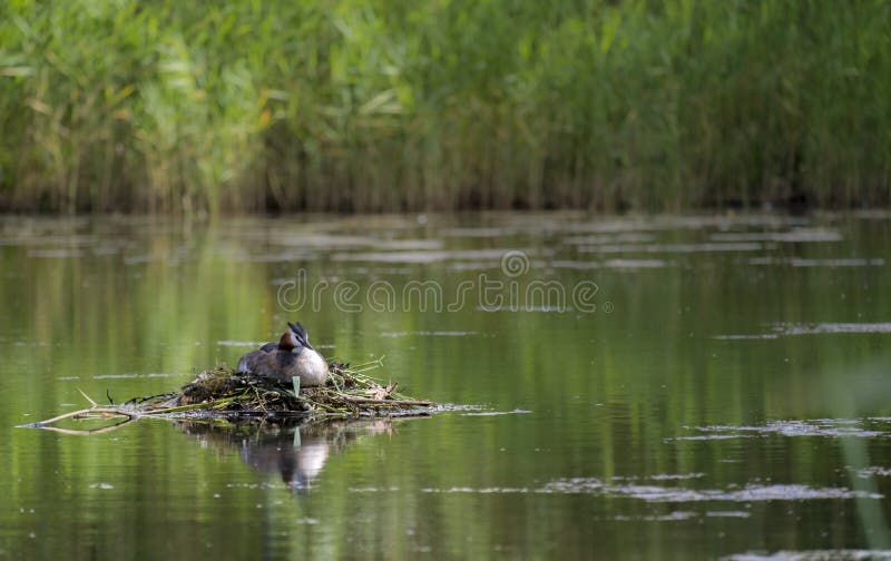 Grote Kuiffuut, Podiceps-cristatus, nest, Kalmar, Zweden royalty-vrije stock afbeeldingen Grote Kuiffuut, Podiceps-cristatus, nest, Kalmar, Zweden royalty-vrije stock afbeeldingen