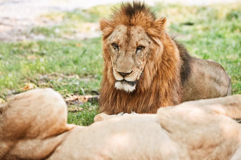 Grote leeuw royalty-vrije stock afbeelding