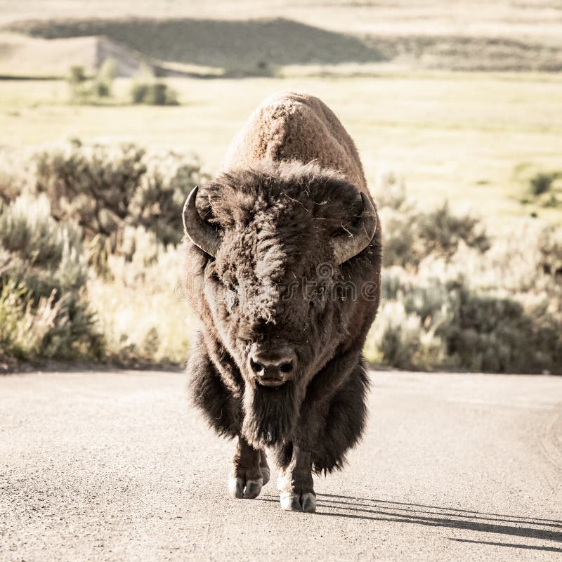 This big guy was walking down the middle of the road to Slough Creek near Lamar Valley in Yelllowstone. This big guy was walking down the middle of the road to Slough Creek near Lamar Valley in Yelllowstone