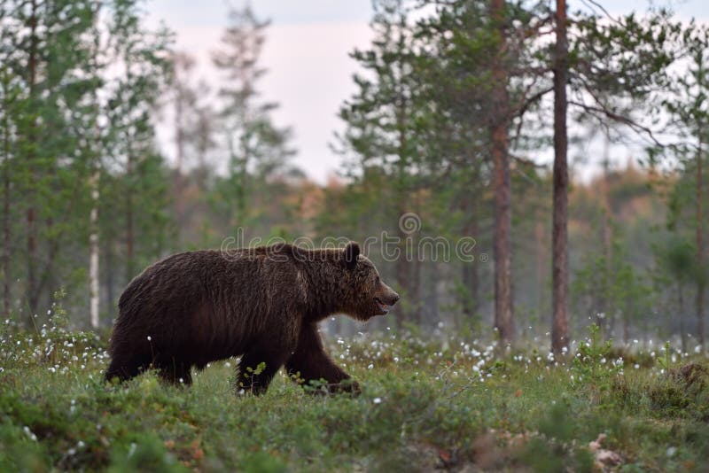 Grote mannelijke bruin draagt lopend in tot bloei komend gras stock fotografie Grote mannelijke bruin draagt lopend in tot bloei komend gras stock fotografie