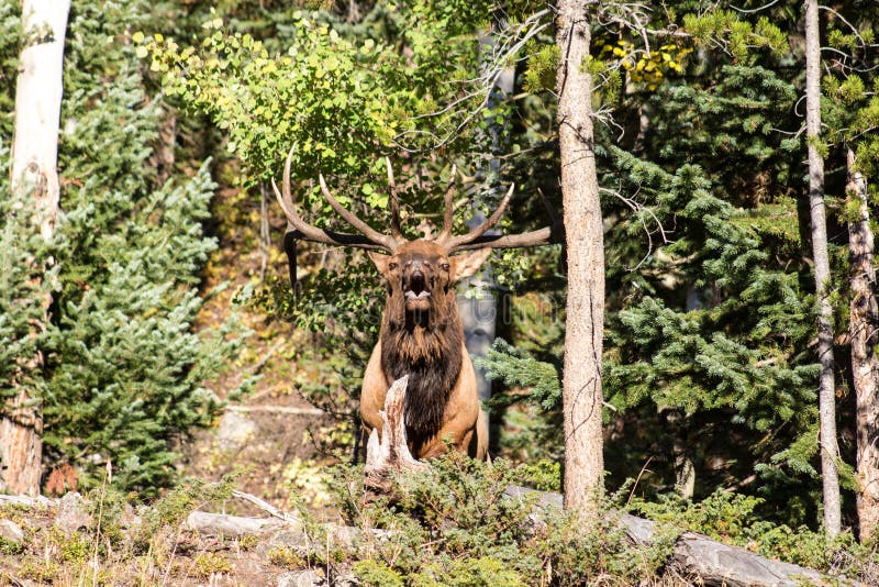 Grote Mannelijke Stierenelanden tijdens Rut Season stock afbeeldingen Grote Mannelijke Stierenelanden tijdens Rut Season stock afbeeldingen
