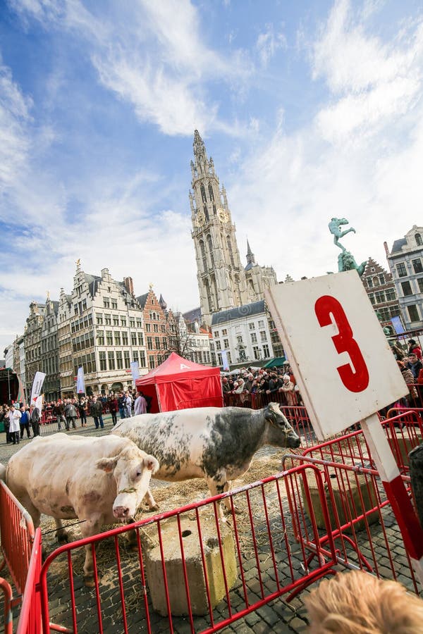 Grote Markt Anvers photographie stock libre de droits