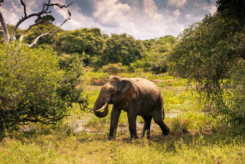 Grote Olifant in Yala-safari, Sri Lanka stock afbeelding Grote Olifant in Yala-safari, Sri Lanka stock afbeelding