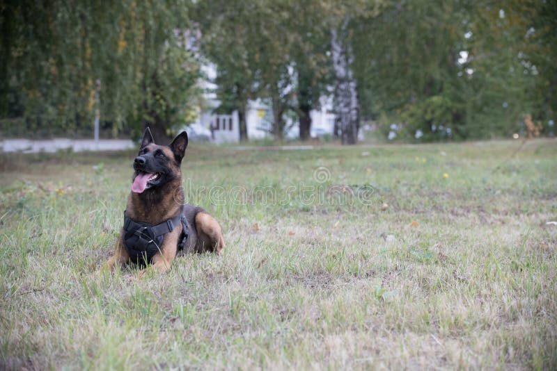 Grote opgeleide Duitse herdershondzitting op een gebied stock foto Grote opgeleide Duitse herdershondzitting op een gebied stock foto