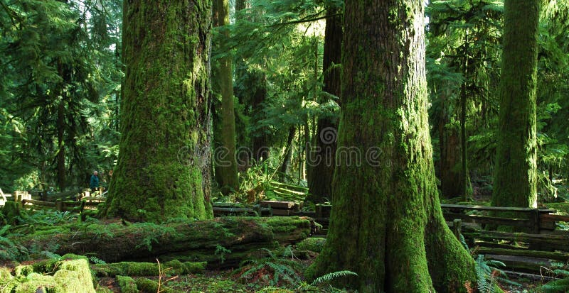 West coast forest of majestic old mossy trees. West coast forest of majestic old mossy trees.