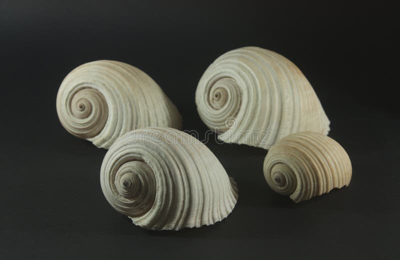 grote overzeese shells royalty-vrije stock foto's grote overzeese shells royalty-vrije stock foto's