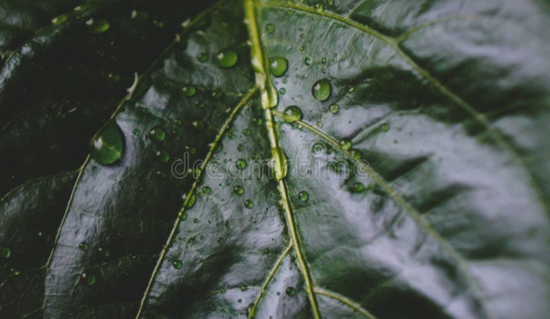 Grote peper met druppels water royalty-vrije stock afbeelding