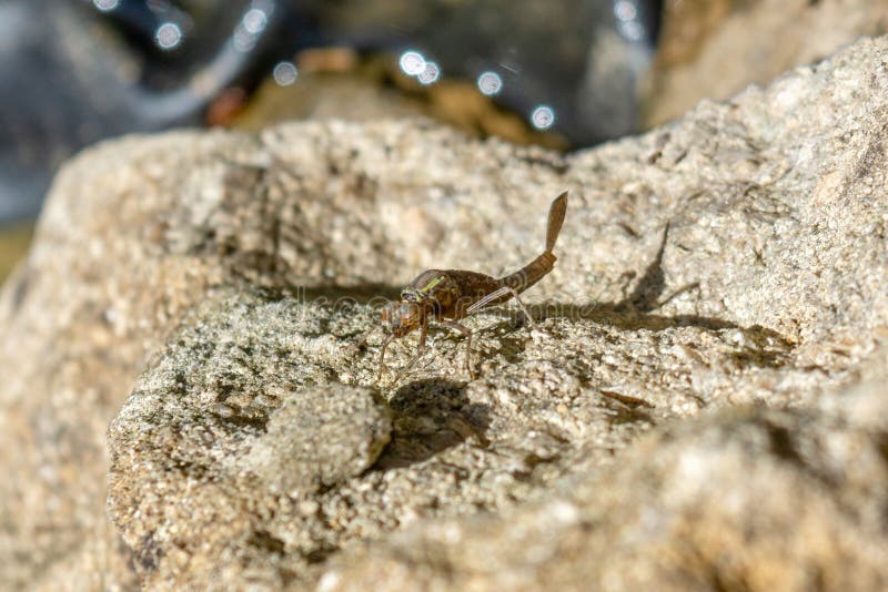 A Large Red Damselfly Pyrrhosoma nymphula nymph on a stone wall around a pond starting its emergence to adult form 1 of 10 in series. A Large Red Damselfly Pyrrhosoma nymphula nymph on a stone wall around a pond starting its emergence to adult form 1 of 10 in series