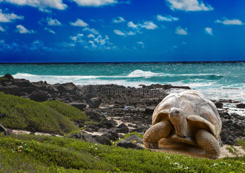 Grote schildpad bij het overzeese edge.tropical landschap stock afbeeldingen Grote schildpad bij het overzeese edge.tropical landschap stock afbeeldingen