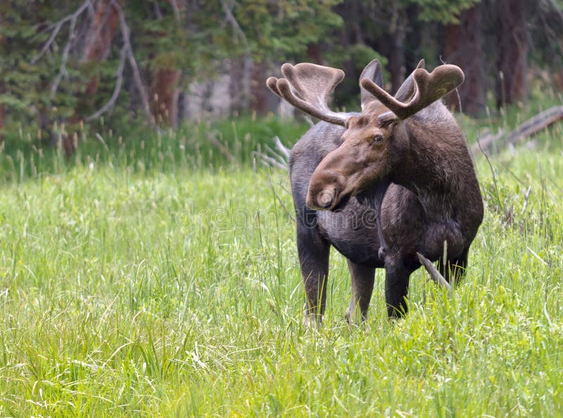 Grote Bul Eland royalty-vrije stock fotografie