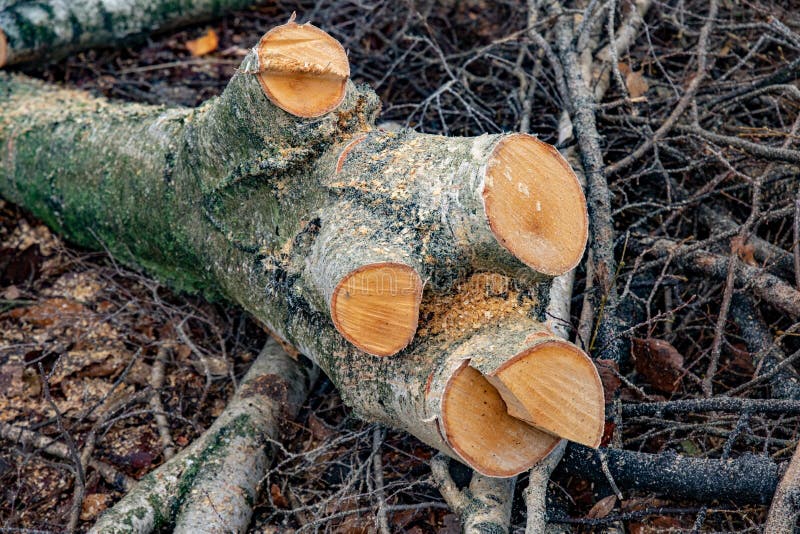 Grote stomp met dwarsdoorsneden en zaagsel op de achtergrond van boomtakken De gezaagde hout en besnoeiingsstapel van boomtakken royalty-vrije stock foto Grote stomp met dwarsdoorsneden en zaagsel op de achtergrond van boomtakken De gezaagde hout en besnoeiingsstapel van boomtakken royalty-vrije stock foto