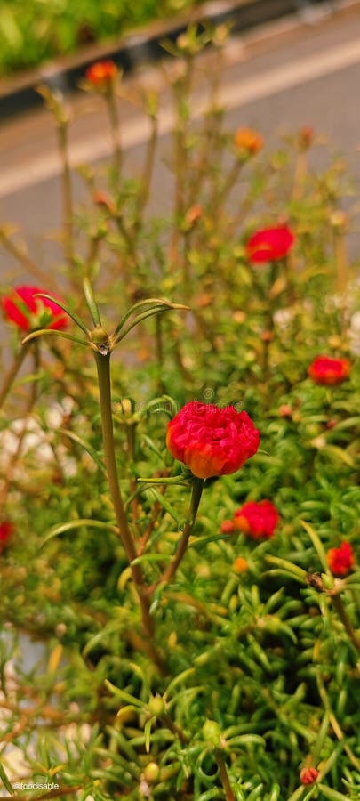Rode bloemplant straat weg mooi royalty-vrije stock afbeelding