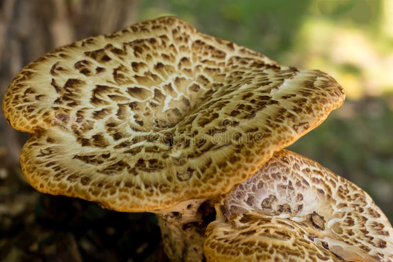 Grote van het de herfstontwerp van het paddestoelenpaar van de de basisflora van de het zonlichtbasis de close-updecoratie stock fotografie Grote van het de herfstontwerp van het paddestoelenpaar van de de basisflora van de het zonlichtbasis de close-updecoratie stock fotografie