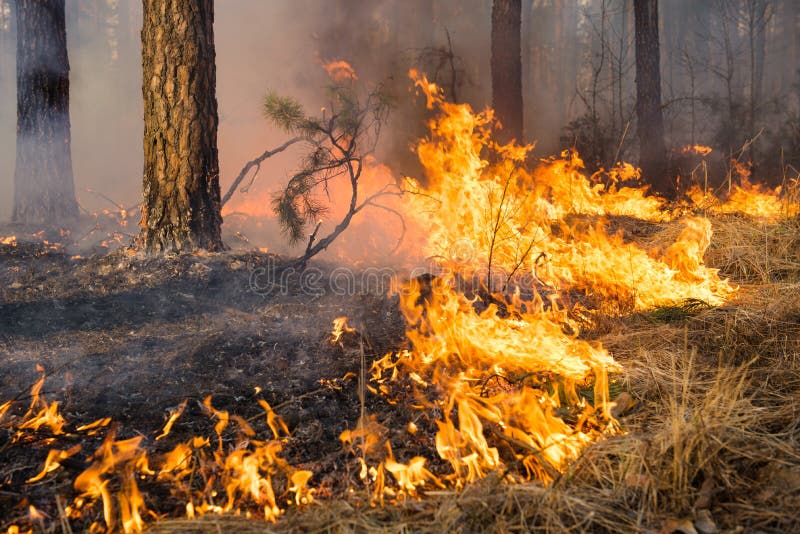 Grote vlam op bosbrand