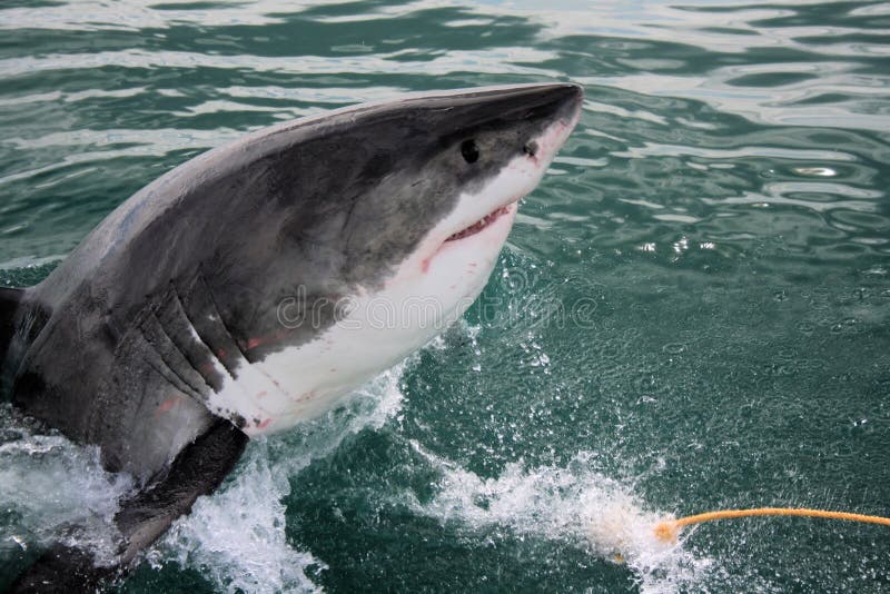 Grote Witte Haai - Carcharodon Carcharias stock afbeeldingen Grote Witte Haai - Carcharodon Carcharias stock afbeeldingen