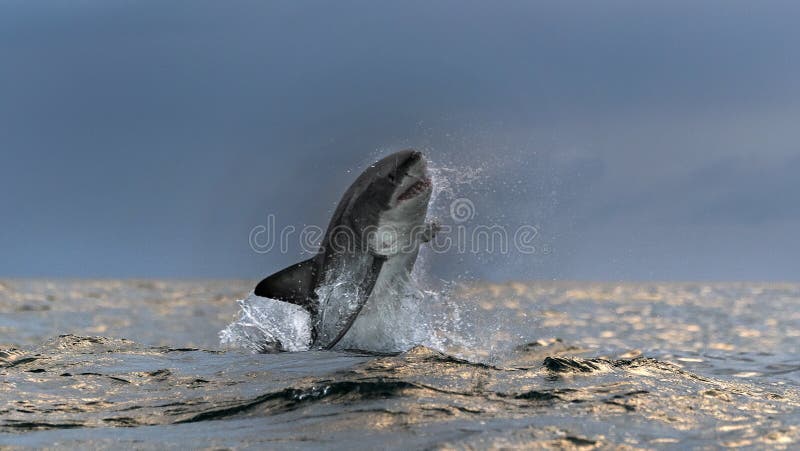 Grote witte haai Vooraanzicht Wetenschappelijke benaming: Carcharodon carcharias Zuid-Afrika stock foto's Grote witte haai Vooraanzicht Wetenschappelijke benaming: Carcharodon carcharias Zuid-Afrika stock foto's