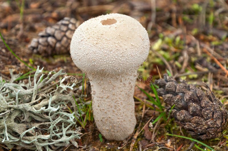 Large white puffball mushroom in the forest glade among spruce cones. Large white puffball mushroom in the forest glade among spruce cones