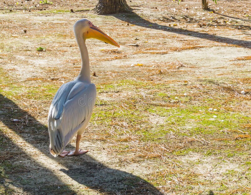 Grote witte zich in het zand bevinden en pelikaan die, een grote roofdiervogel van Europa rond eruit zien stock afbeelding Grote witte zich in het zand bevinden en pelikaan die, een grote roofdiervogel van Europa rond eruit zien stock afbeelding
