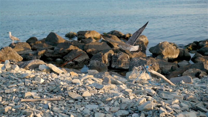 Grote Zeemeeuw die Vlucht van Vuil Rocky Shoreline nemen