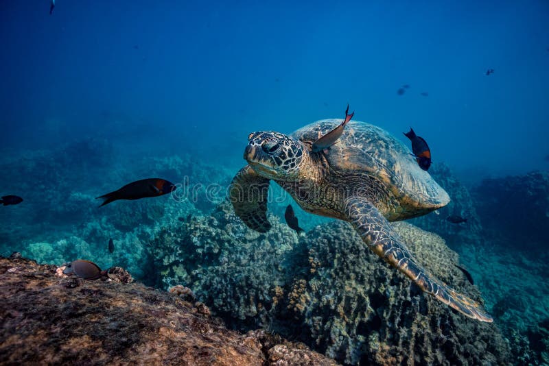 Sea turtle stopping to swim at clean station. A fish cleaning skin underwater. Sea turtle stopping to swim at clean station. A fish cleaning skin underwater