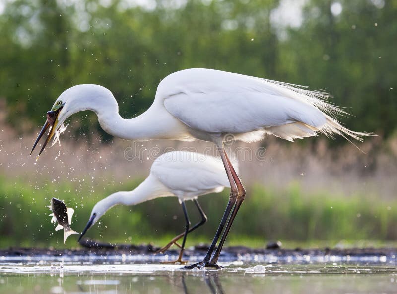 Grote Zilverreiger, grand héron occidental, alba alba d'Ardea photos stock Grote Zilverreiger, grand héron occidental, alba alba d'Ardea photos stock