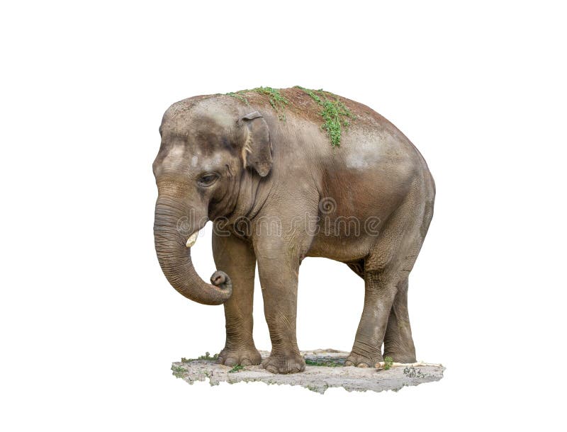 Grote zoogdier dierlijke olifant op een witte achtergrond royalty-vrije stock foto Grote zoogdier dierlijke olifant op een witte achtergrond royalty-vrije stock foto