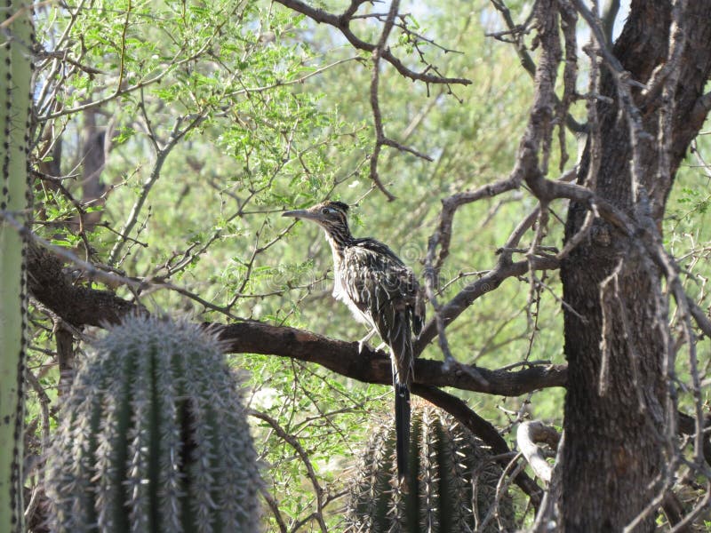 Grotere Roadrunner stock afbeelding Grotere Roadrunner stock afbeelding