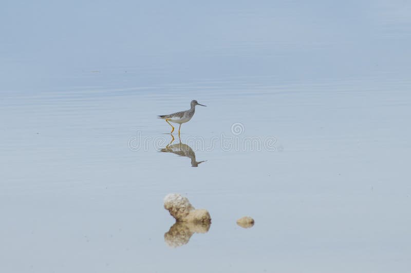 Grotere yellowlegs die voor voedsel zoeken royalty-vrije stock afbeeldingen Grotere yellowlegs die voor voedsel zoeken royalty-vrije stock afbeeldingen