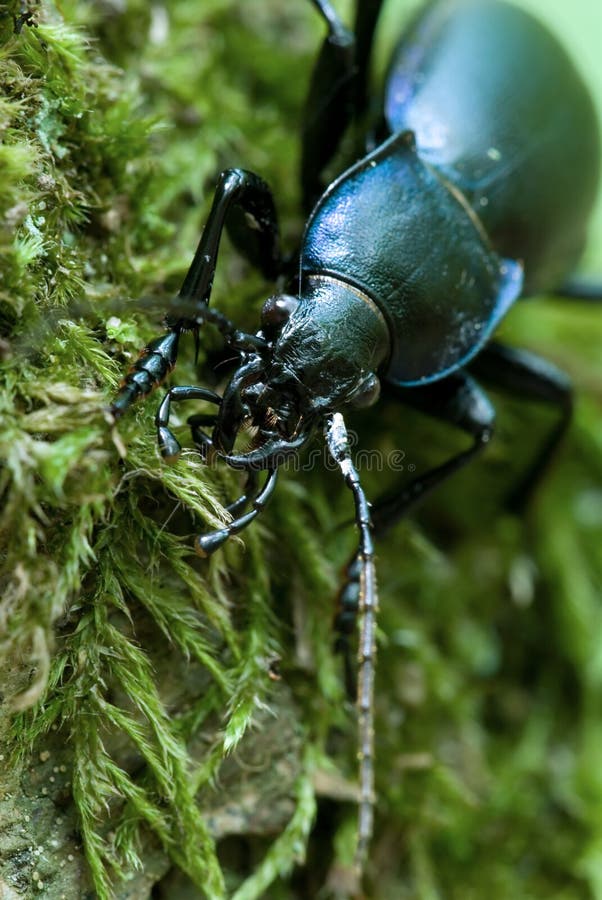 Ground beatle