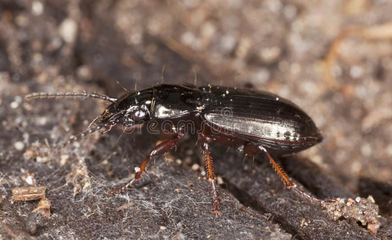 Ground beetle.