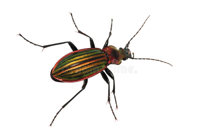 Ground beetle