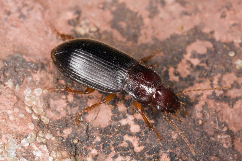 Ground beetle