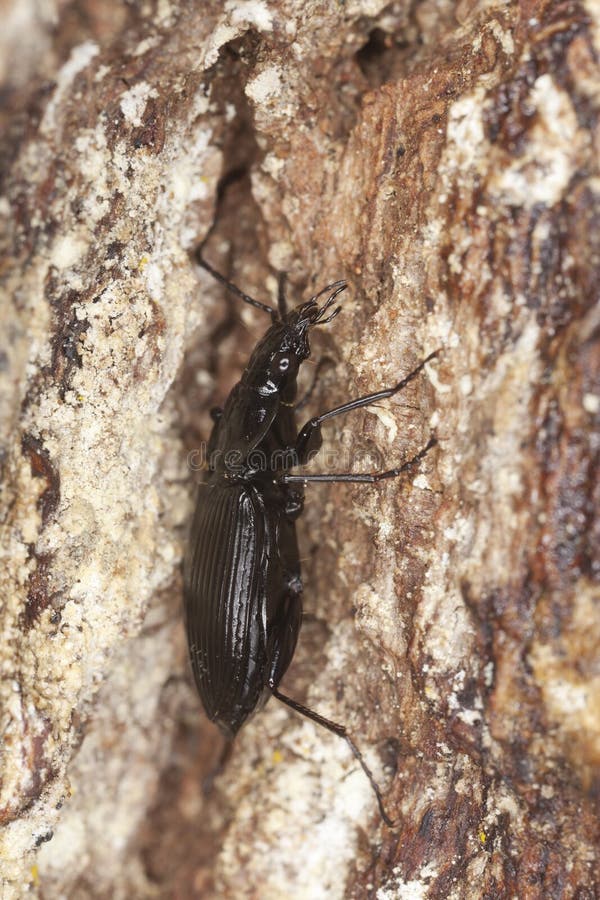 Ground beetle (Agonum)