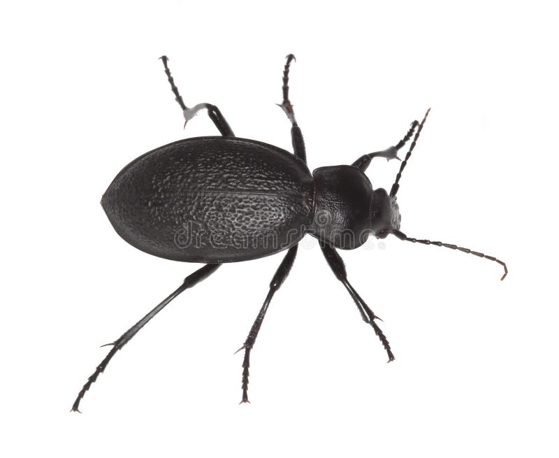 Ground beetle (Carabus coriaceus)